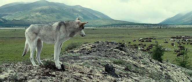 Vlk - Z filmu