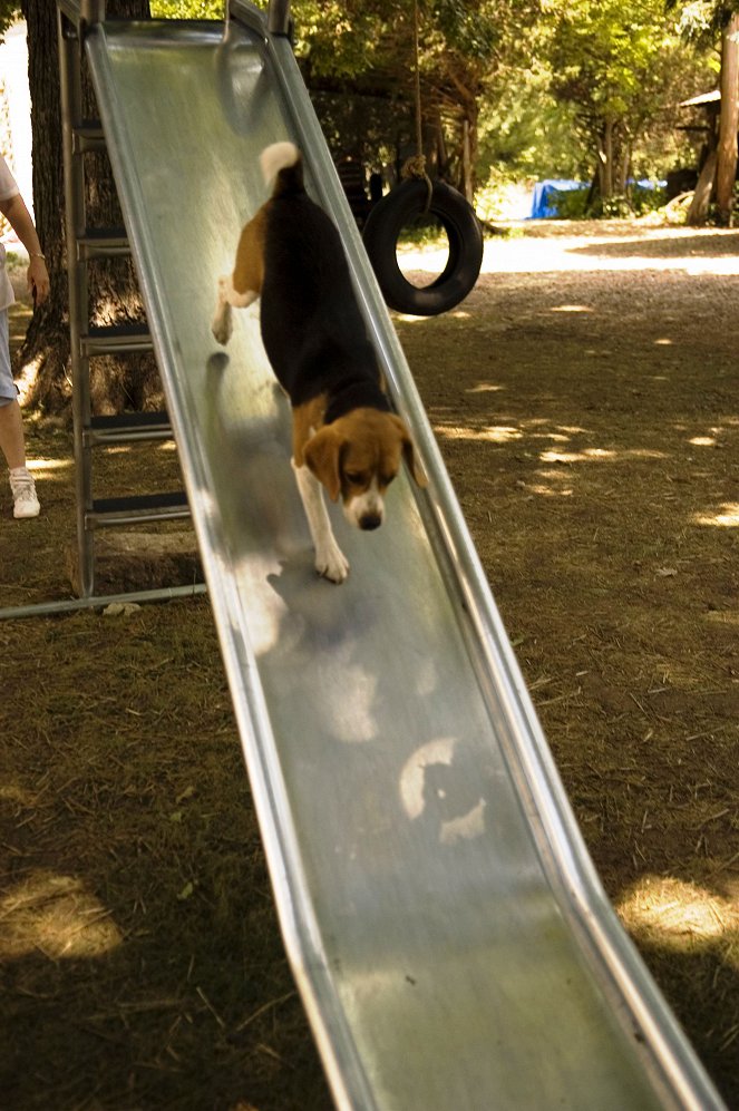 Csavargó kutya 3.: A legújabb kaland - Filmfotók