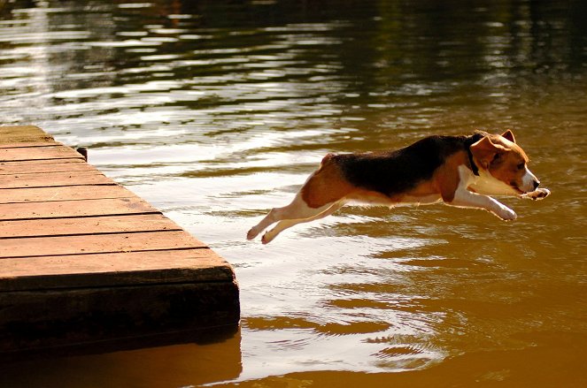 Csavargó kutya 3.: A legújabb kaland - Filmfotók