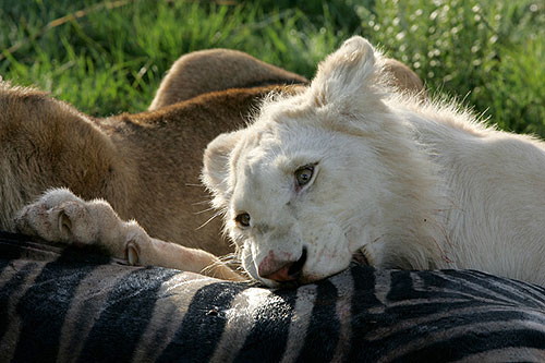 White Lion - Photos