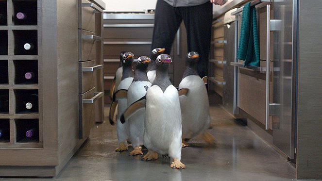 Los pingüinos del sr. Poper - De la película