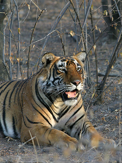The Natural World - Battle to Save the Tiger - De la película