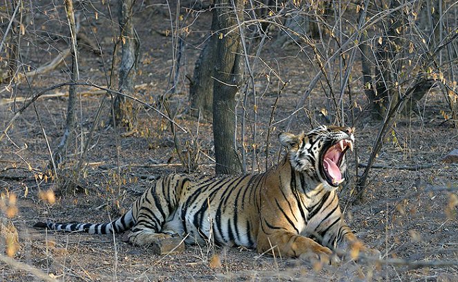 Natural World - Season 25 - Battle to Save the Tiger - Filmfotos