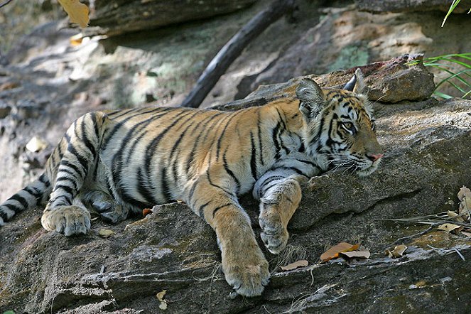 Prirodzený svet - Season 25 - Zachraňte tygra - Z filmu