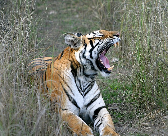 Battle to Save the Tiger - 