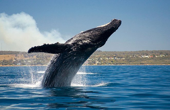 Whale Patrol - Photos