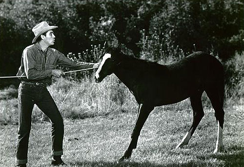 The Lion and the Horse - Filmfotos - Steve Cochran
