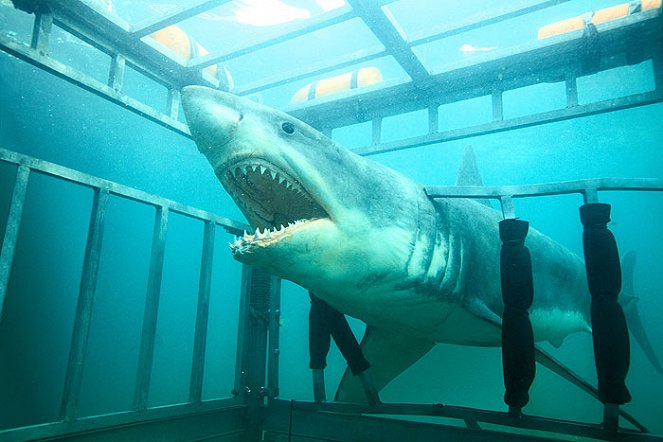 Shark Night 3D - Filmfotos