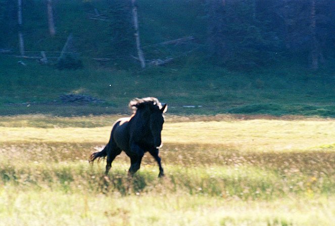 The Wild Stallion - Do filme