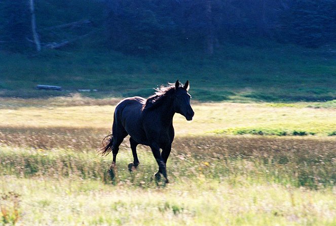 Divoký žrebec - Z filmu