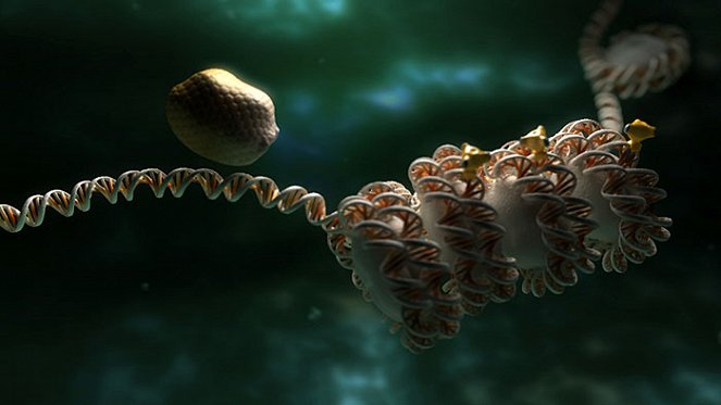 Epigenetics: How Food Upsets Our Genes - De la película