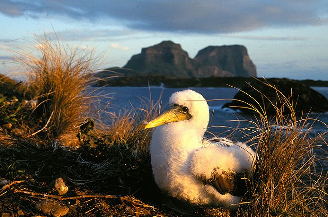 Ostrov lorda Howea - Ráj na konci světa - Z filmu