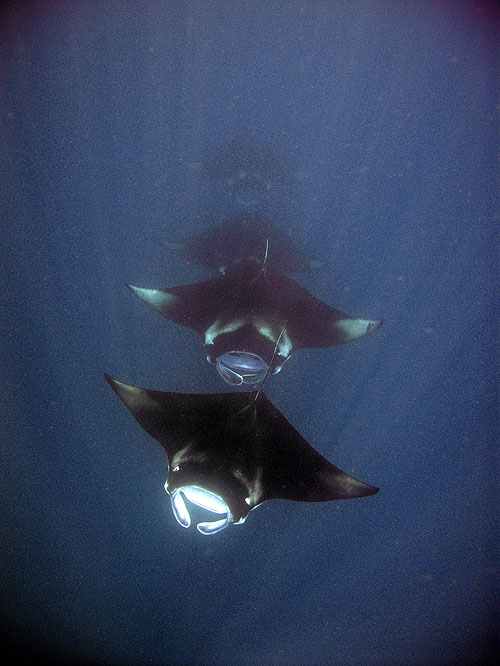 Queen - of the Manta Rays - Z filmu