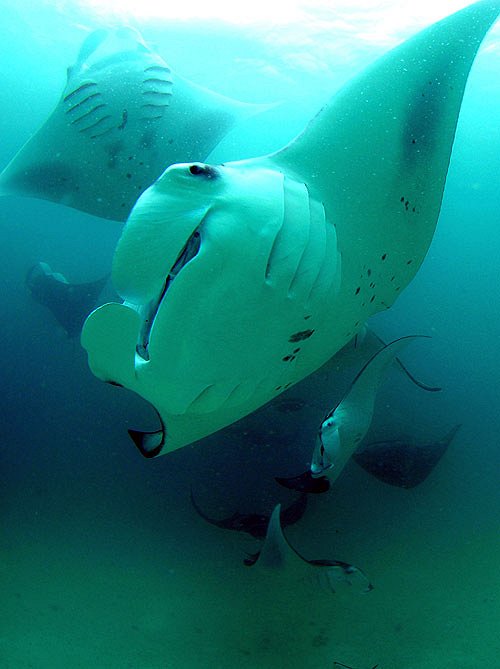 Queen - of the Manta Rays - Z filmu