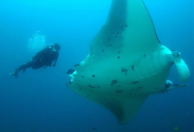 Queen - of the Manta Rays - Film