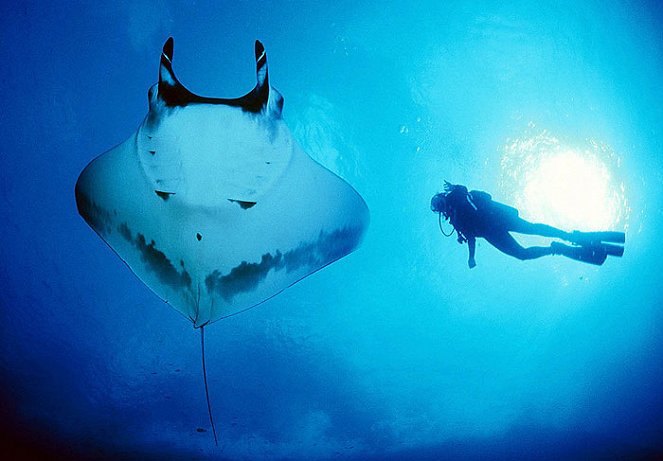 Queen - of the Manta Rays - Film