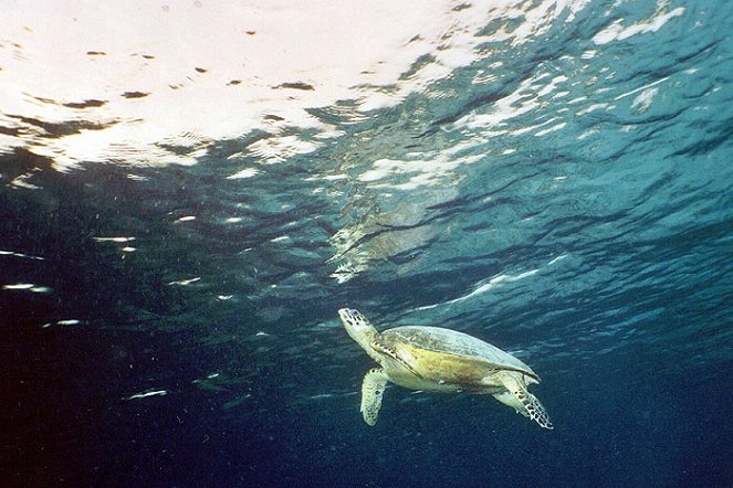 Univerzum: Penyu-penyu - A Celebesz-tenger teknősei - Filmfotók
