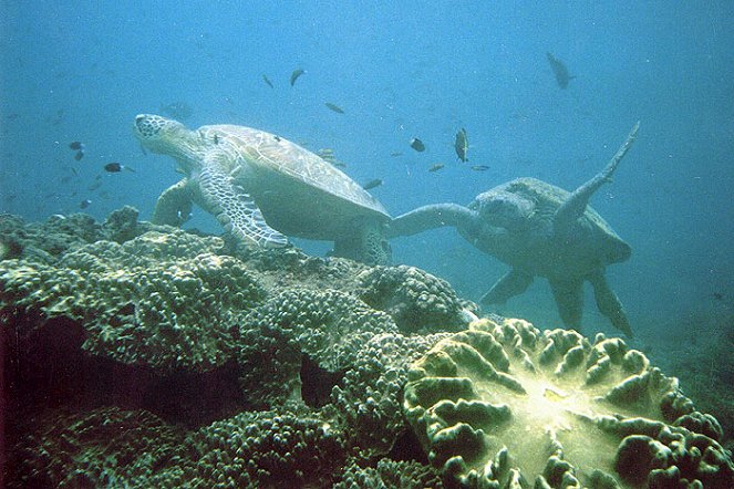 Univerzum: Penyu-penyu - A Celebesz-tenger teknősei - Filmfotók
