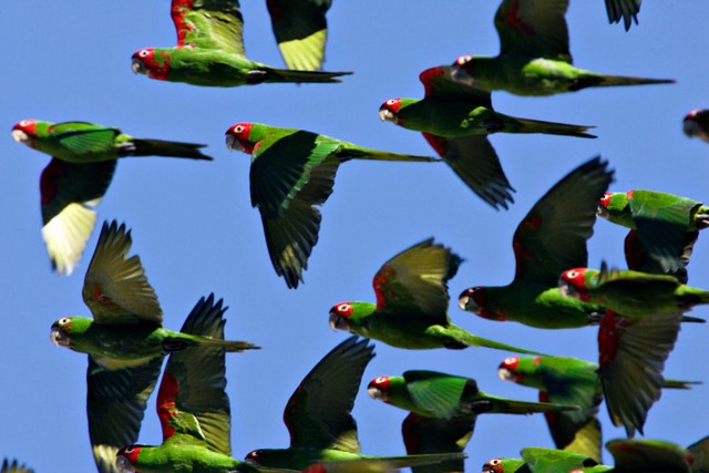 The Wild Parrots of Telegraph Hill - Photos
