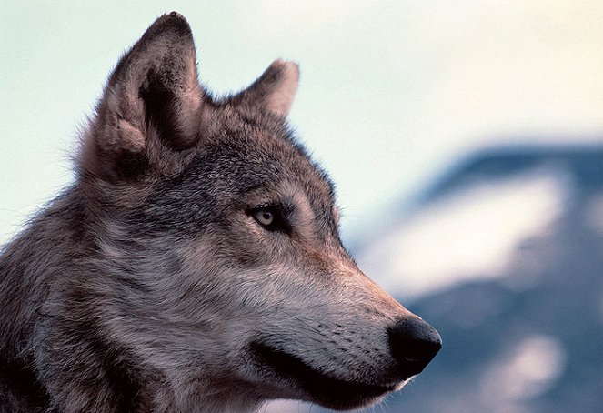 Volání vlků - Z filmu