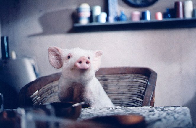 My Brother the Pig - Filmfotos