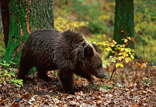 Bärenkinder allein im Wald - Photos