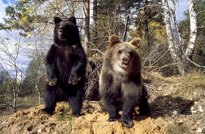 Bärenkinder allein im Wald - Film