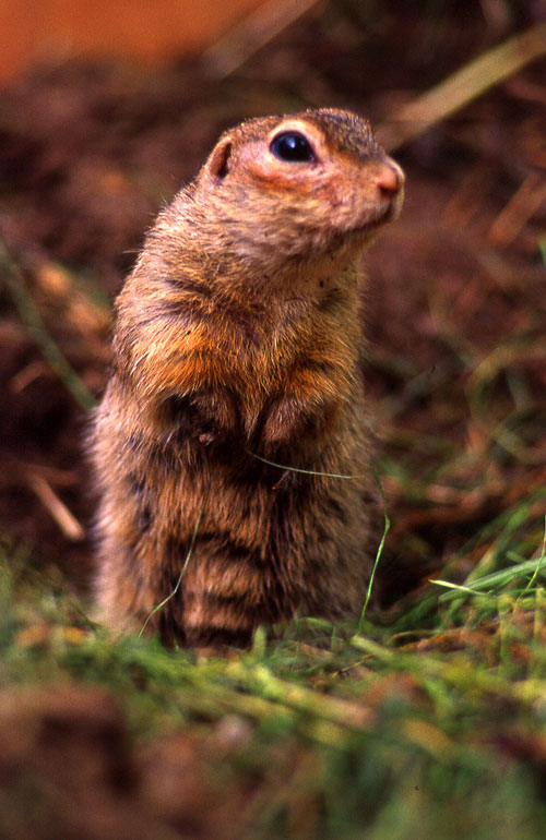 The Airfield of the Speekled Ground Squirrel - Photos