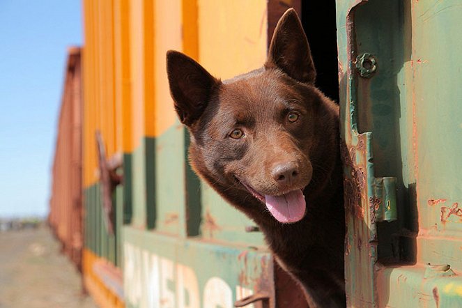 Vörös kutya - Filmfotók - Koko