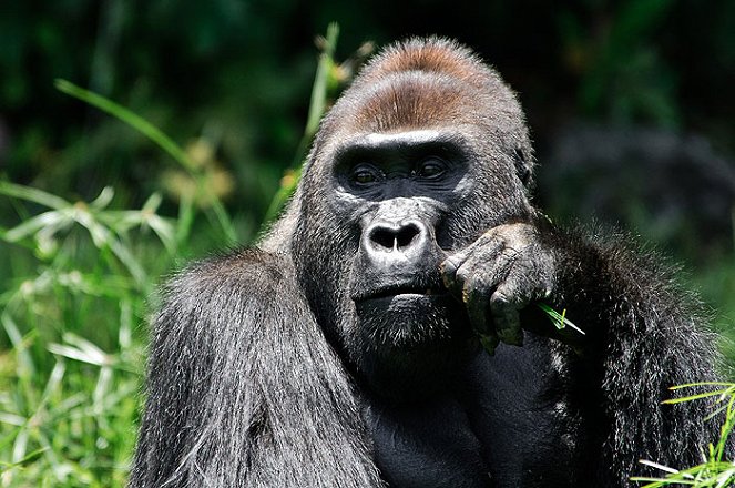 Gorily - Filmfotók