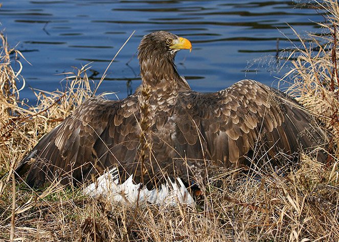 Saga of the White-tailed Eagle, The - Photos