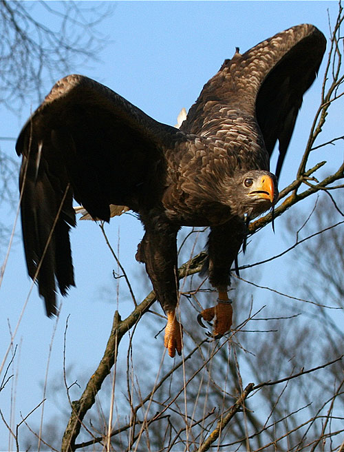 Saga of the White-tailed Eagle, The - Kuvat elokuvasta