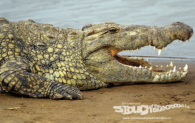 Dotek modrého krokodýla - Filmfotos