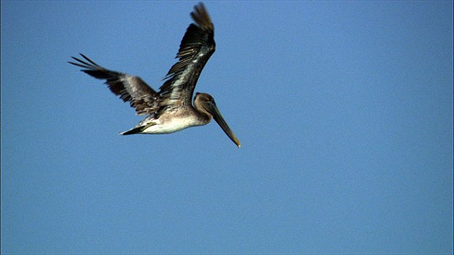 Saving Pelican 895 - Van film