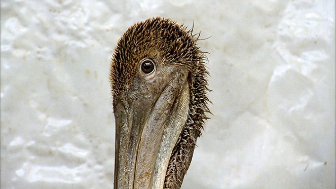 Záchrana pelikána č. 895 - Z filmu