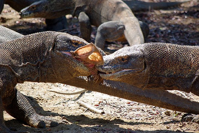 Dino Gangs - De la película