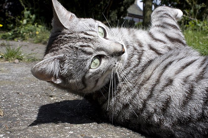 A Karom-hegy macskái - Filmfotók