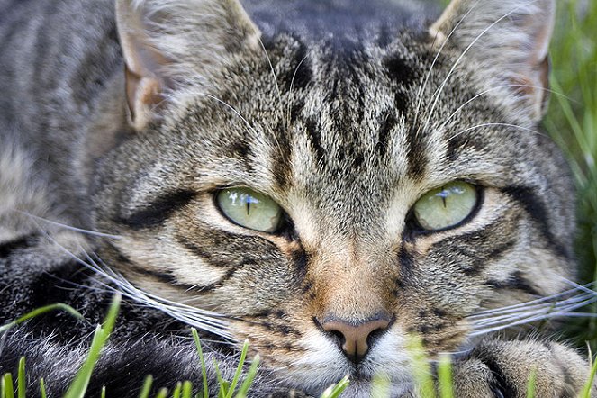 A Karom-hegy macskái - Filmfotók