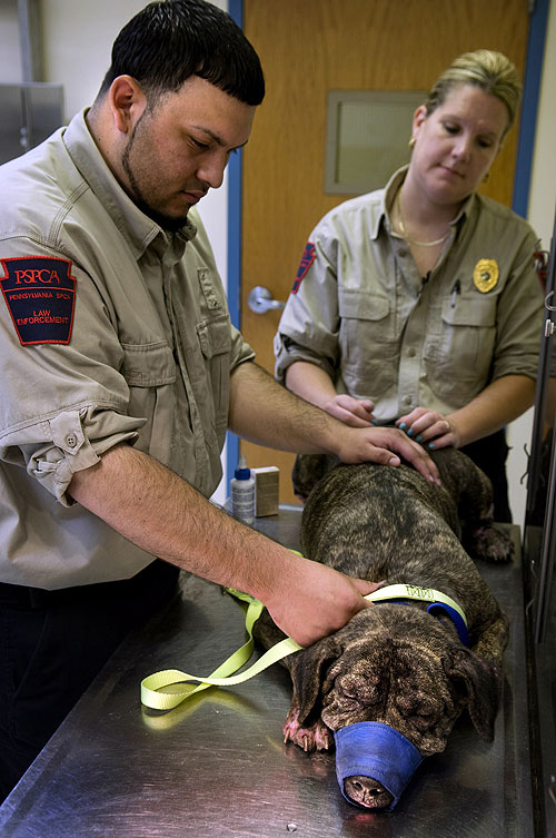 Animal Cops: Philadelphia - Filmfotos