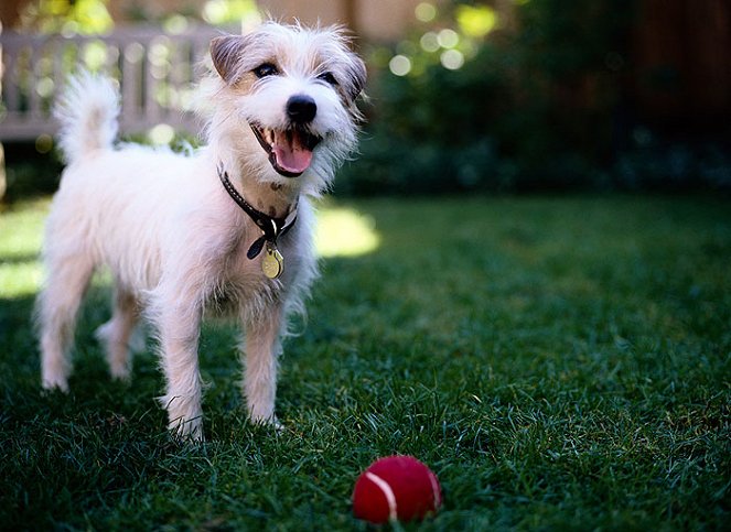 Das große Hunde-ABC - Filmfotos