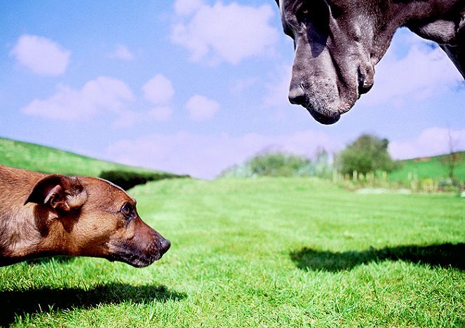 Das große Hunde-ABC - Filmfotos