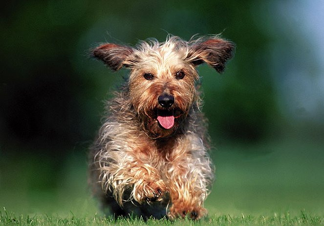 Das große Hunde-ABC - Filmfotos