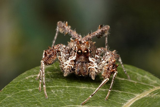 Monster Bug Wars! - Photos