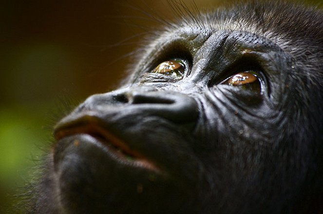 Gorilla School - Photos