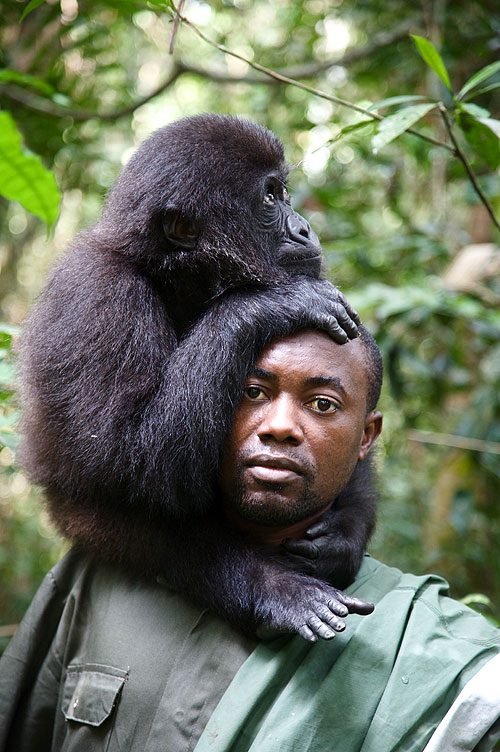 Gorillaiskola - Filmfotók