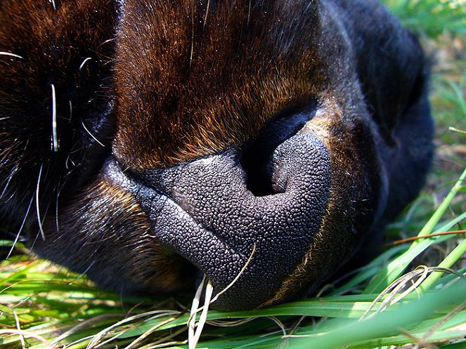 In Search of a Legend - Black Leopard - De la película