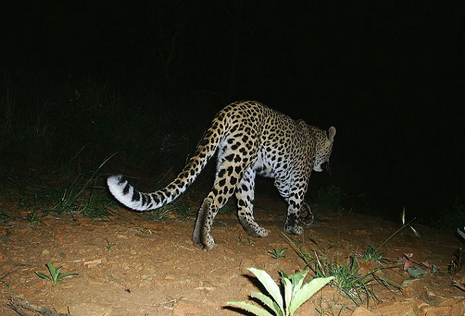 In Search of a Legend - Black Leopard - Kuvat elokuvasta