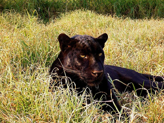 In Search of a Legend - Black Leopard - Photos