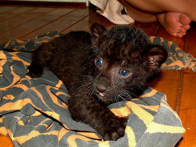 In Search of a Legend - Black Leopard - De la película