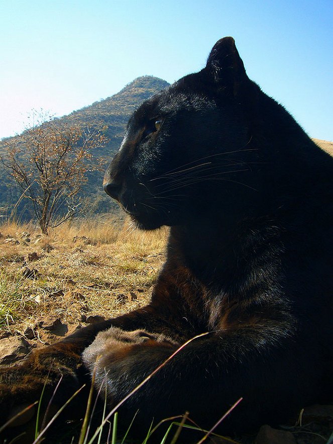 In Search of a Legend - Black Leopard - Photos